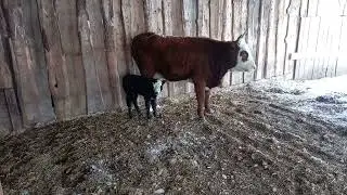 Номадное животноводство. Хайнак - межвидовый гибрид коровы и яка.