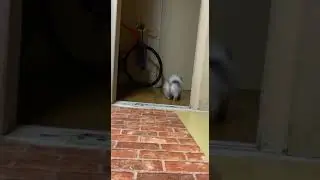 Суеверная собачка | Superstitious Dog
