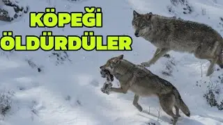 WOLVES AMBUSHED THE DOG / WE WENT TO AGRI