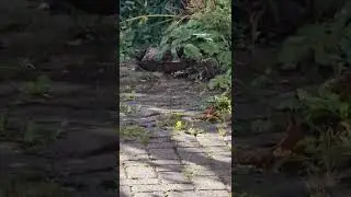 Birds taking a bath.