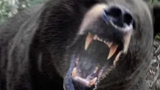Bear Attack