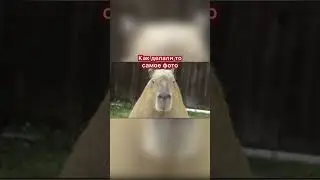 Как делали то самое легендарное фото #capybara