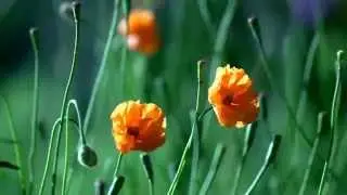 Amazing Flowers