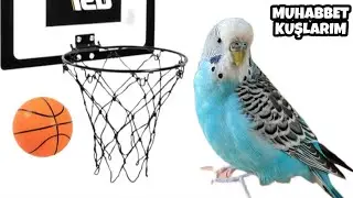 MUHABBET KUŞU BASKETBOL OYNUYOR , AKROBATİK HAREKETLER #muhabbetkuşu #basket #akrobatik
