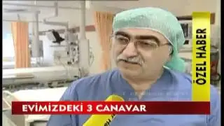 Tatlandiricinin zararlari ...