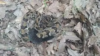 Kentucky Ridge top rattlesnake and discussion - 27 July 2024