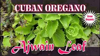How to Grow Cuban oregano | Ajwain Leaf Plant Growing | Mexican Mint Plant