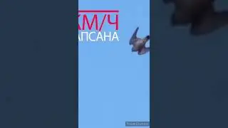 Сапсан -- самая быстрая птица