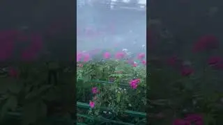 Дождевание сада! Жара! Спасаемся🌿