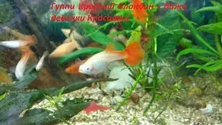 Гуппи красный Блондин в домашнем аквариуме.