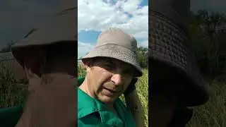 и снова град уничтожает урожай