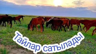 50 бас ұрғашы тайлар сатылады, Павлодар облысы, Май ауданы, Баскөл ауылында тұр,Ринат +77711738209