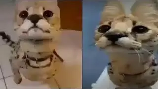 silly cat conversation