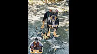NoRisk NoGlory Bullies - Cherokee's Growth/Development