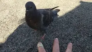 Training a feral pigeon to peck at a target (part 1)