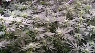 Grow Boss Reviewing One Of My Grows Awhile Back. Does A Complete 180. Classic...