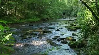 Sonidos del Bosque   Relajarse   Sonidos de la Naturaleza