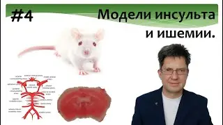 Моделирование инсульта и ишемии головного мозга на лабораторных животных.