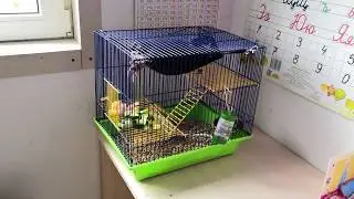 Лысая крыса Софа