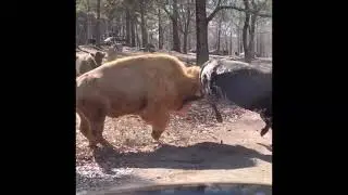 Bisonte vs toro.