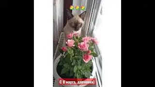 за милых дам))) #коты#котики#cat