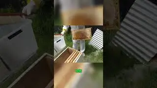 Harvesting Nature's Gold  The Art of Beekeeping  | #beekeeping #beekeeper  #beekeeperslife