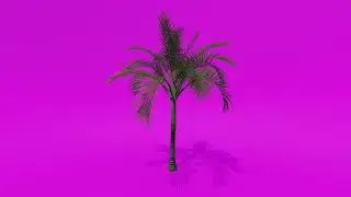 Trees Green Screen - Alexandra Palm