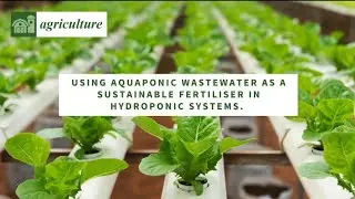 Using Aquaponic Water as a Sustainable Fertiliser in Hydroponic Systems