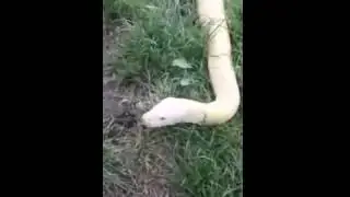 боьхум ю