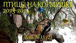 ПТИЦЫ НА КОРМУШКЕ День №35, часть 2-ая