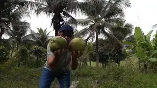 Assista a voz da natureza