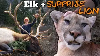 Elk Hunting Public Land & BONUS MOUNTAIN LION! (Eastmans' Hunting TV)