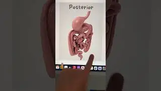 Are you having a hard time visualize parts of the GI system? Hope this helps💗