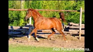 Леонид Максименко - Рыжая кобыла