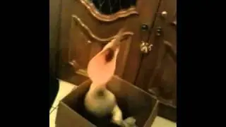 rescued pelican