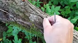 Грибы из зубочистки!!!