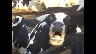 Dairy Investigation Exposes Heartbreaking Cruelty to Cows