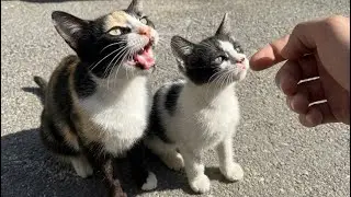 The mother cat spoke to me, saying that she and her kitten had been hungry since yesterday.