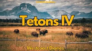 Wildlifefotografie im Teton National Park (Wyoming) - Westcoastdiaries 26