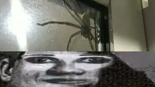 Когда у тебя арахнофобия 🕷️🕸️