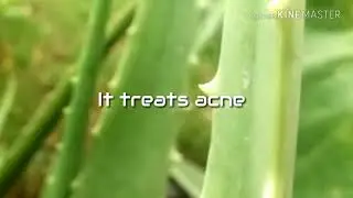 aloe vera benefits