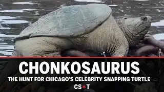 Chonkosaurus: The hunt for Chicago’s celebrity snapping turtle