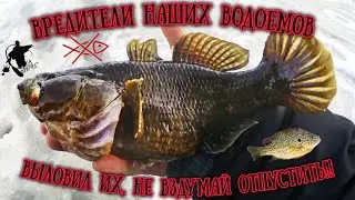 Если их выловил, то не вздумай отпускать! Вредители наших водоемов! #рыбалка