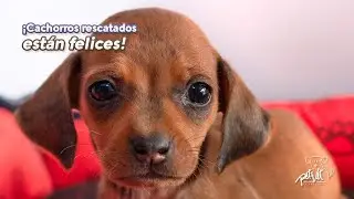 Cachorros rescatados están felices