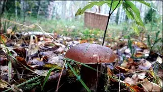 Осенние Грибы Ярославского леса. Сентябрь