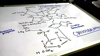 ALL ABOUT VITAMIN B12 (COBALAMIN)-E-STUDY