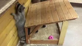 Веселый енот