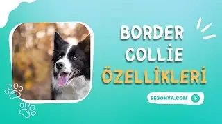 Border Collie Özellikleri ve Bakımı