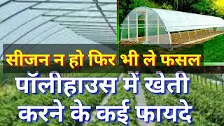 पॉलीहाउस।polyhause farming।पॉलीहाउस में खेती करने के फायदे।कैसे करें पालीहाउस में खेती।