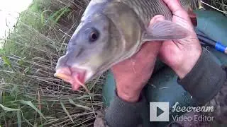 КАРПЫ и КАРАСИХИ РАДУЮТ АКТИВНОСТЬЮ / ПОПАЛ на ЖОР!